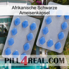 Africa Black Ant Capsule 20